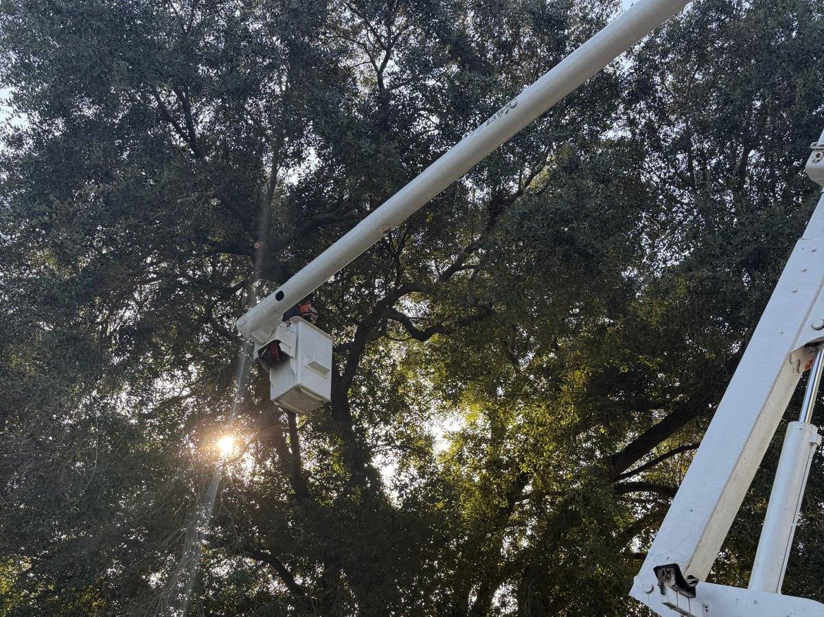 El Costeño Tree Service LLC